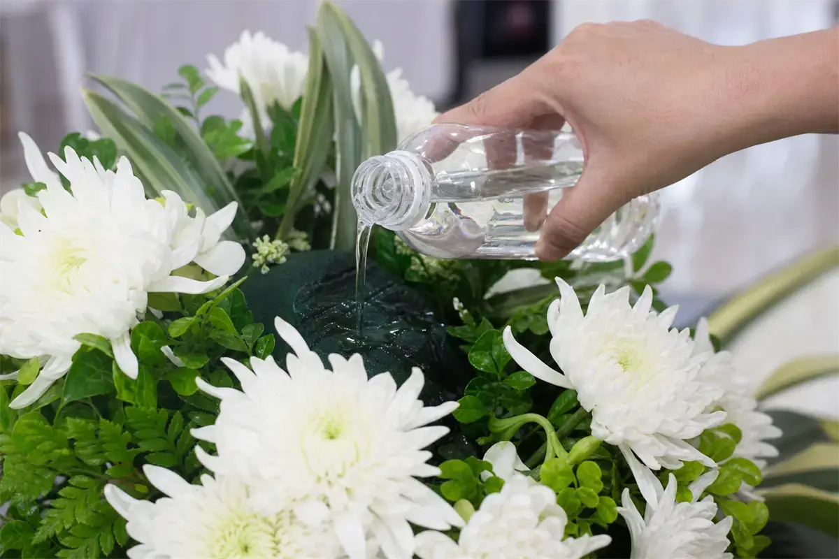 Một bàn tay đang rót nước từ chai nhỏ vào miếng xốp ẩm cắm hoa cúc trắng trên kệ hoa viếng
