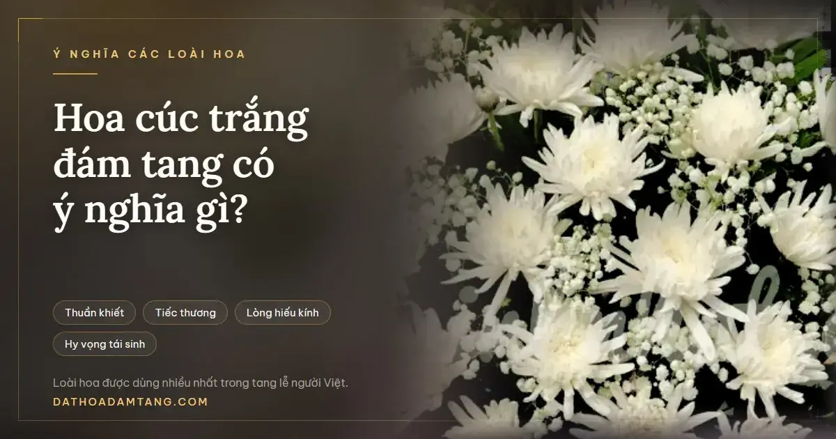 Hoa Cúc Trắng Đám Tang Có Ý Nghĩa Gì?