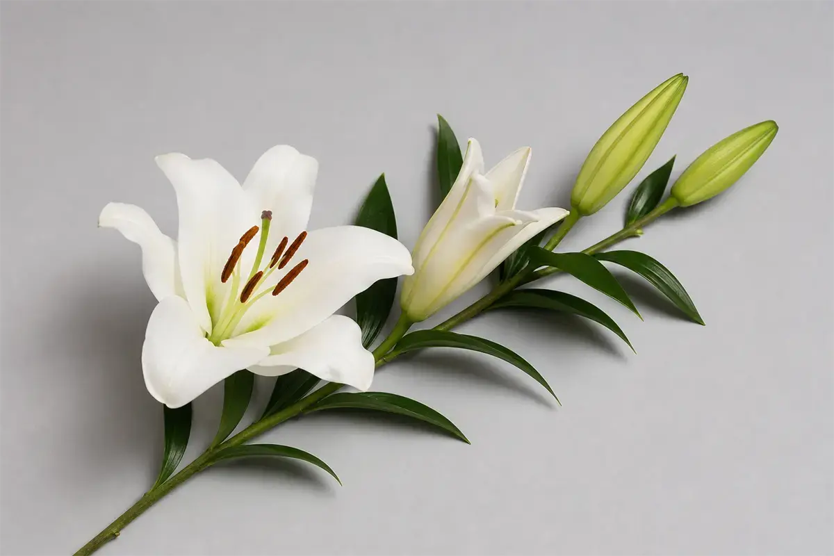 Một cành hoa ly trắng cho thấy bông đã nở xoè sáu cánh, bông đang hé và hai nụ xanh chưa nở ở ngọn