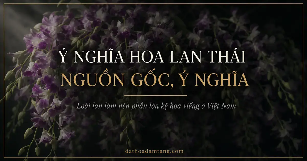 Ý Nghĩa Hoa Lan Thái, Nguồn Gốc, Ý Nghĩa